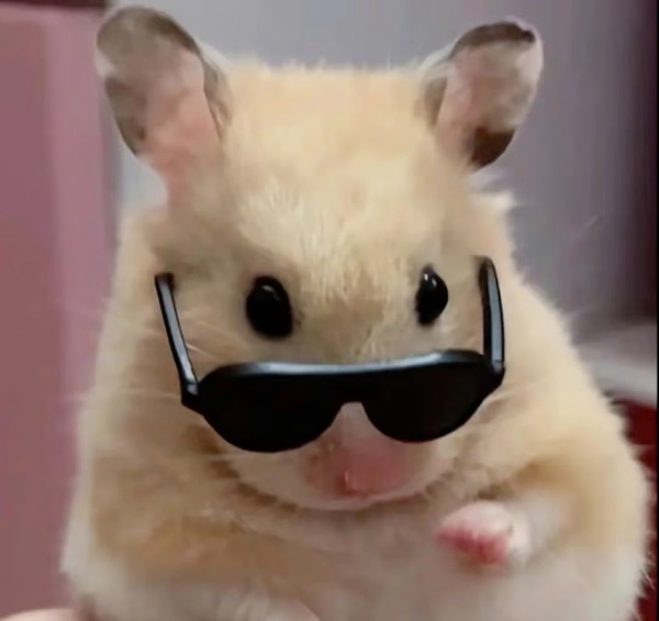 Meme hamster 5