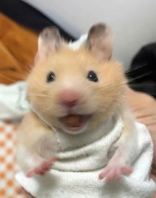 Meme hamster 7