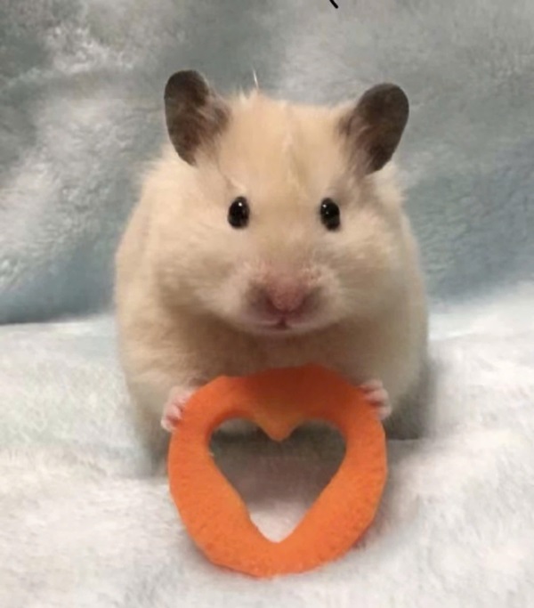 Meme hamster 8