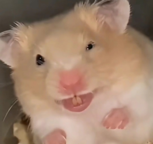 Meme hamster 9