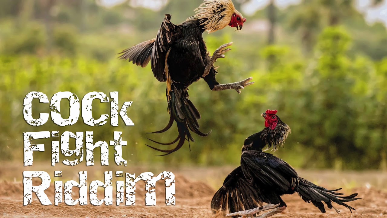 Hình ảnh đấu trường đá gà NBET với giao diện cá cược chuyên nghiệp.
