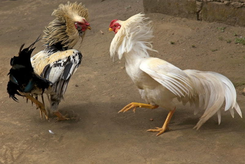 Hình ảnh giao diện soi kèo đá gà NBET với thông tin chi tiết.